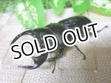 画像: インドアンタエウス（ダージリン産）☆♂75ミリB 新成虫単品