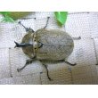 画像3: ヨルゲンセンヒメゾウカブト☆♂48ミリ,♀40ミリ新成虫ペア (3)