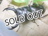 画像: シェンクリングオオクワガタ☆♂76ミリ,♀45ミリ新成虫ペア