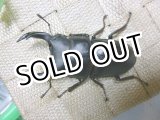 画像: 激レア！岡山県岡山市産オオクワガタ☆♂72ミリ♀フリーサイズ新成虫ペア　(2)