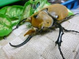 画像: イイジマゾウカブト☆3令幼虫別血統ペア