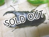 画像: 越冬個体！即ブリペア　阿古谷産オオクワガタ☆♂78ミリ♀フリーサイズペア