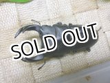 画像: 越冬個体！即ブリペア　阿古谷産オオクワガタ☆♂72ミリ♀フリーサイズペア