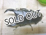 画像: 越冬個体！即ブリペア　阿古谷産オオクワガタ☆♂77ミリ♀フリーサイズペア