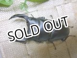 画像: 越冬個体！即ブリペア　阿古谷産オオクワガタ☆♂75ミリ♀フリーサイズペア