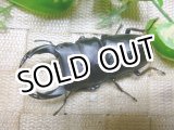 画像: 越冬個体！即ブリペア　阿古谷産オオクワガタ☆♂75ミリ♀フリーサイズペア