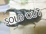 画像: 越冬個体！即ブリペア　阿古谷産オオクワガタ☆♂73ミリ♀フリーサイズペア