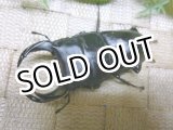 画像: 越冬個体！即ブリペア　阿古谷産オオクワガタ☆♂73ミリ♀フリーサイズペア