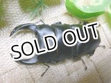 画像: 越冬個体！即ブリペア　阿古谷産オオクワガタ☆♂75ミリ♀フリーサイズペア