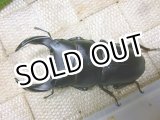 画像: 越冬個体！即ブリペア　阿古谷産オオクワガタ☆♂73ミリ♀フリーサイズペア