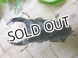 画像: 越冬個体！即ブリペア　阿古谷産オオクワガタ☆♂68ミリ♀フリーサイズペア