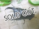 画像: 越冬個体！即ブリペア　阿古谷産オオクワガタ☆♂75ミリ♀フリーサイズペア
