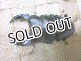 画像: 越冬個体！即ブリペア　兵庫県川西市産オオクワガタ☆♂73ミリ♀フリーサイズペア