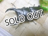 画像: 越冬個体！即ブリペア　兵庫県川西市産オオクワガタ☆♂76ミリ♀フリーサイズペア