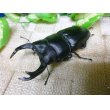 画像2: 越冬個体！即ブリペア　兵庫県川西市産オオクワガタ☆♂76ミリ♀フリーサイズペア (2)