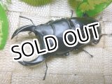 画像: 越冬個体！即ブリペア　兵庫県川西市産オオクワガタ☆♂75ミリ♀フリーサイズペア