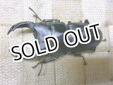 画像: 越冬個体！即ブリペア　兵庫県川西市産オオクワガタ☆♂74ミリ♀フリーサイズペア