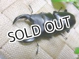 画像: 越冬個体！即ブリペア　兵庫県川西市産オオクワガタ☆♂76ミリ♀フリーサイズペア