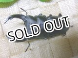 画像: 越冬個体！即ブリペア　兵庫県川西市産オオクワガタ☆♂75ミリA-♀フリーサイズペア