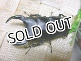 画像: 越冬個体！即ブリペア　兵庫県川西市産オオクワガタ☆♂76ミリ♀フリーサイズペア