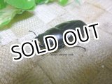 画像: ネパレンシスコクワガタ（ネパール産）☆♀45ミリ新成虫単品