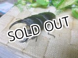 画像: あかがね血統！ヒラタクワガタ☆♂75ミリ♀43ミリ新成虫ペア販売