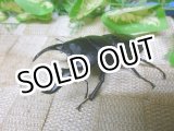 画像: あかがね血統！ヒラタクワガタ☆♂75ミリ♀45ミリ新成虫ペア販売