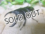 画像: あかがね血統！ヒラタクワガタ☆♂71ミリ♀42ミリ新成虫ペア販売