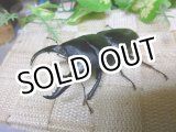 画像: あかがね血統！ヒラタクワガタ☆♂78ミリ♀45ミリ新成虫ペア販売
