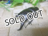 画像: あかがね血統！ヒラタクワガタ☆♂72ミリ♀42ミリ新成虫ペア販売