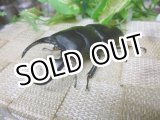 画像: あかがね血統！ヒラタクワガタ☆♂77ミリ♀45ミリ新成虫ペア販売