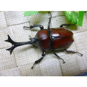 画像: 国産カブトムシ☆♂Mサイズ♀フリーサイズ新成虫 お得な２ペア