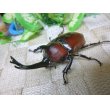 画像2: 国産カブトムシ☆赤カブトレッドアイ新成虫♂Lサイズ♀フリーサイズペア (2)