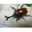 画像1: 国産カブトムシ☆赤カブトレッドアイ新成虫♂Lサイズ♀フリーサイズペア (1)