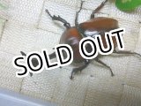 画像: 国産カブトムシ☆赤カブトレッドアイ新成虫♂Lサイズ♀フリーサイズペア