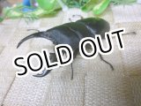 画像: あかがね血統！ヒラタクワガタ☆♂78ミリ♀44ミリ新成虫ペア販売