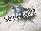 画像: あかがね血統！ヒラタクワガタ☆♂77ミリ♀41ミリ新成虫ペア販売