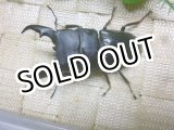 画像: 7月20日入荷！あかがね血統！ヒラタクワガタ☆♂74ミリ♀44ミリ新成虫ペア販売