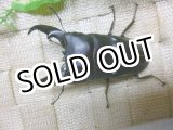 画像: 7月20日入荷！あかがね血統！ヒラタクワガタ☆♂78ミリ♀46ミリ新成虫ペア販売