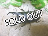 画像: 7月20日入荷！あかがね血統！ヒラタクワガタ☆♂77ミリ♀45ミリ新成虫ペア販売