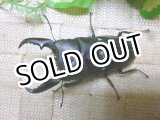 画像: 7月20日入荷！あかがね血統！ヒラタクワガタ☆♂75ミリ♀45ミリ新成虫ペア販売