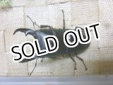 画像: 7月20日入荷！あかがね血統！ヒラタクワガタ☆♂74ミリ♀40ミリ新成虫ペア販売