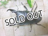 画像: 8月7日入荷！あかがね血統！ヒラタクワガタ☆♂78ミリ♀44ミリ新成虫ペア