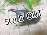 画像: 8月7日入荷！あかがね血統！ヒラタクワガタ☆♂80ミリA-♀45ミリ新成虫ペア販売