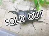 画像: 8月7日入荷！あかがね血統！ヒラタクワガタ☆♂79.6ミリ♀44ミリ新成虫ペア