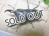 画像: 8月25日入荷　あかがね血統！ヒラタクワガタ☆♂76ミリ♀46ミリ新成虫ペア販売