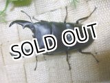 画像: 8月25日入荷　あかがね血統！ヒラタクワガタ☆♂76ミリ♀45ミリ新成虫ペア販売