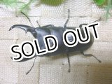 画像: 8月25日入荷　あかがね血統！ヒラタクワガタ☆♂73ミリ♀41ミリ新成虫ペア販売