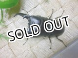 画像: 9月8日入荷　あかがね血統！ヒラタクワガタ☆♂77ミリ♀44ミリ新成虫ペア　(2)