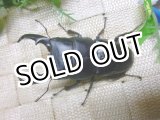 画像: 9月8日入荷　あかがね血統！ヒラタクワガタ☆♂77ミリ♀46ミリ新成虫ペア